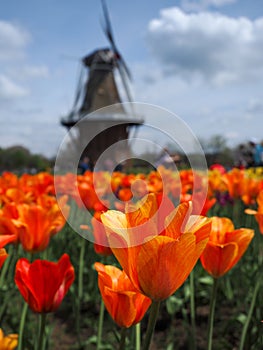 Spring tulips in front of windmill Holland Michigan