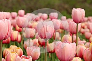 Spring tulips in full bloom