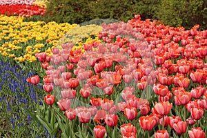 Spring tulips in full bloom