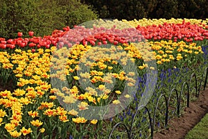 Spring tulips in full bloom