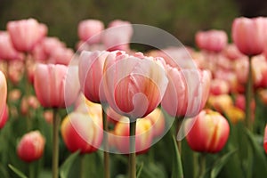 Spring tulips in full bloom