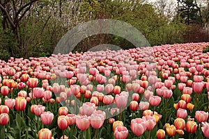 Spring tulips in full bloom