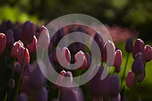 Spring tulips in a garden in the sunshine