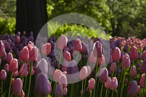Spring tulips in a garden in the sunshine