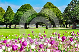 Spring tulips in Hampton court garden, London, UK