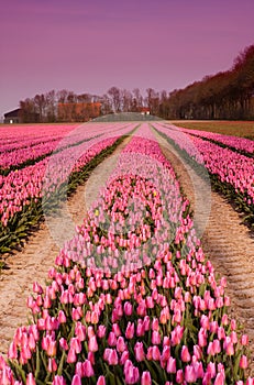 Spring tulips in Holland at dusk