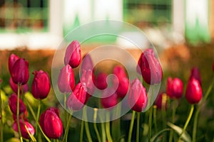 Spring Tulips - Holland Michigan. USA