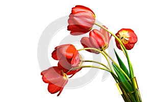 Spring tulips Isolated on white