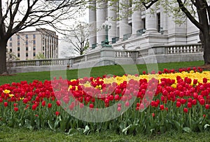 Spring Tulips Outside Capitol Building in Madison Wisconsin