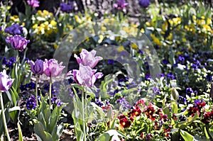 Spring tulips and pansies