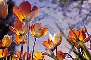 Sunset tulips in the park, yellow and purple