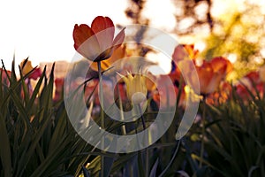 Sunset tulips in the park, yellow and purple