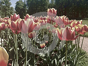 Spring tulips in park, toning