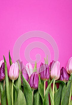 Spring tulips in pink