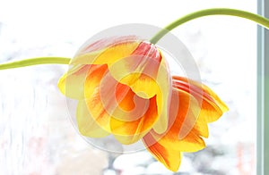 Spring tulips set in front of wintery background