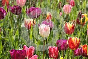 Primavera tulipanes en soleado la lluvia 