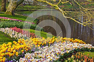 Spring tulips and varicolored hyacinths near pond