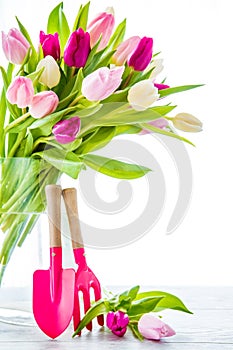 Spring tulips in vase