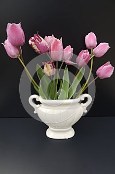 Spring tulips in a white vase on a black background