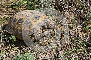 Spring turtle in the grass