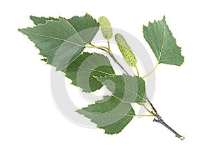 Spring twig birch with green leaves and catkins isolated on white background