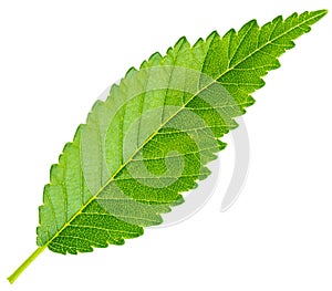 Spring twig elm with green leaves isolated