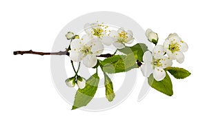 Spring twig with fresh flowers and leaves of prunus tree isolated