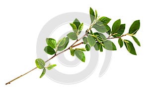 Spring twig with green leaves isolated