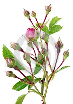 Spring twigs of thorny prickly garden roses with a small pink