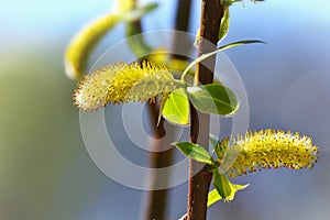 Spring twigs of willow with young green leaves and catkins.