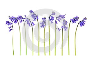 Spring Uncultivated Bluebell Flowers on White photo
