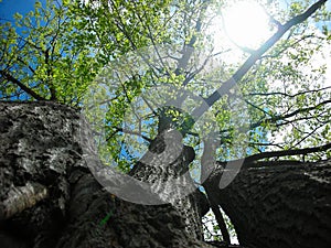 Triple Oak Tree in Spring