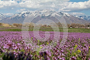 Spring in Utah