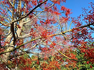 Spring in Valencia photo