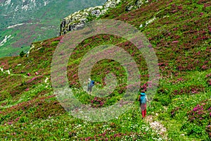 Spring in Valle Ellero, between lakes, peaks and rhododendrons in bloom