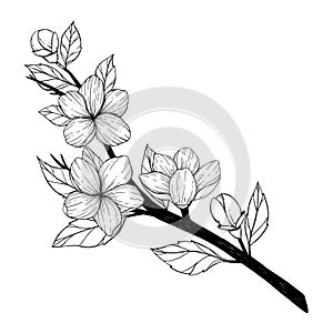 Spring vector illustration. Sakura bloom. Botanical cherry branch with flowers. Floral blossom elements. Perfect for wedding