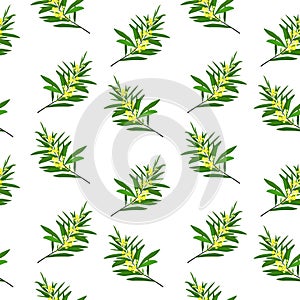 Spring vector pattern with mimosa twigs