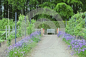 Spring vegetable and fruit garden with wooden bench