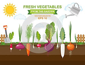 Spring vegetable garden with different kind root veggies and watering can