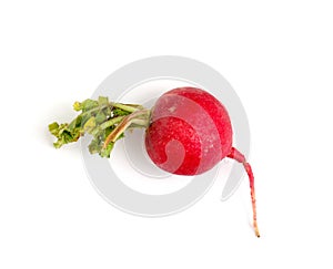 spring vegetables, fresh, radish