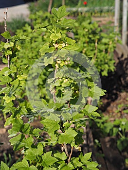 Spring vegetation background.Blackcurrant branches with leaves and flowers