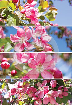 Spring vertical collage with blooming apple flowers