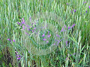 Spring vetch grows among ears of wheat. Violet wildflowers. Vika siderat