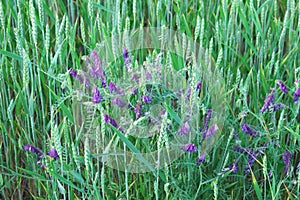 Spring vetch grows among ears of wheat. Violet wildflowers. Vika siderat