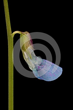 Spring Vetchling Lathyrus vernus. Flower Bud Closeup