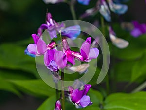 Spring vetchling or Lathyrus vernus flowers macro, selective focus, shallow DOF