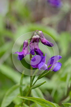 Spring vetchling Lathyrus vernus, purple buds and flowers