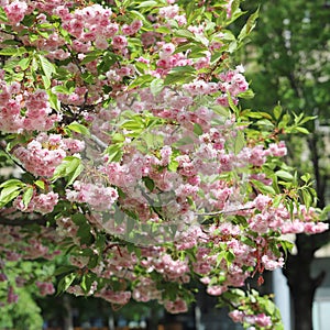Spring vibes with a blooming Japanese cherry blossom tree (sakura) in a city park