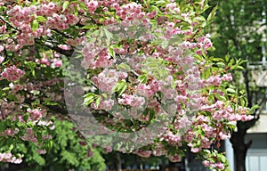 Spring vibes with a blooming Japanese cherry blossom tree (sakura) in a city park