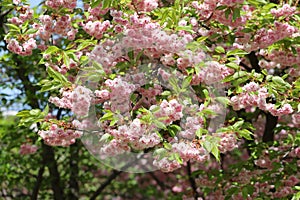 Spring vibes with a blooming Japanese cherry blossom tree (sakura) in a city park